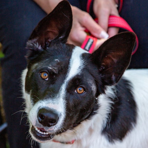 Thea, an adoptable Border Collie in Canton, CT