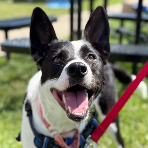 picture of the dog needing adoption