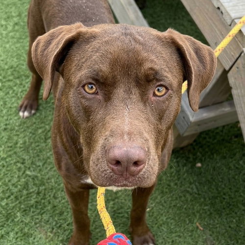 picture of the dog needing adoption