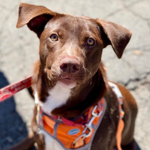picture of the dog needing adoption