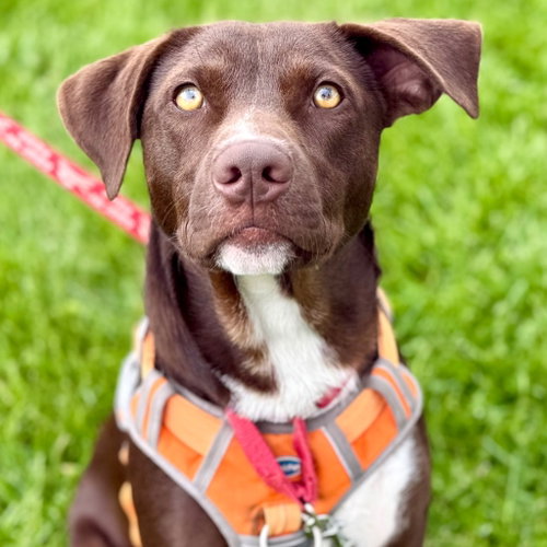 Willy Wonka, an adoptable Chocolate Labrador Retriever in Canton, CT