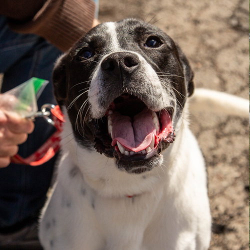picture of the dog needing adoption