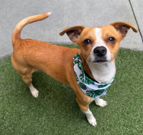 picture of the dog needing adoption