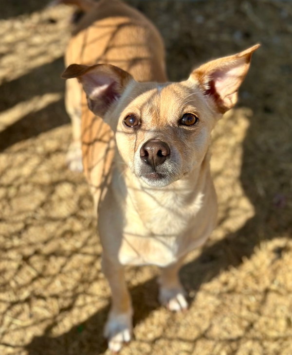 Little Daisy