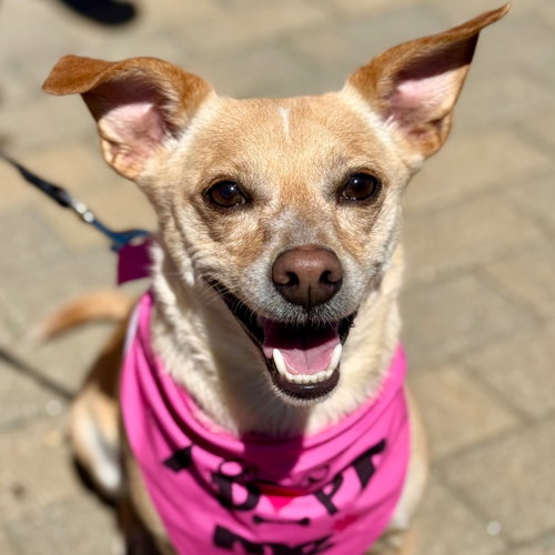 Little Daisy, an adoptable Chihuahua in Canton, CT