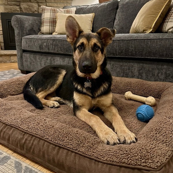 Bella3