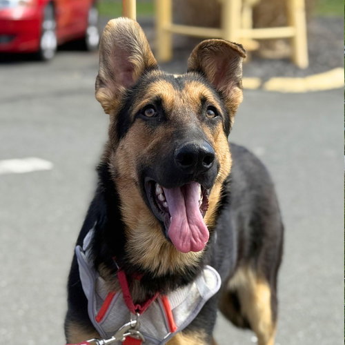 Bella3, an adoptable German Shepherd Dog in Canton, CT