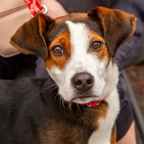 picture of the dog needing adoption