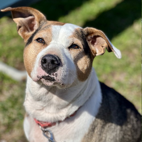picture of the dog needing adoption