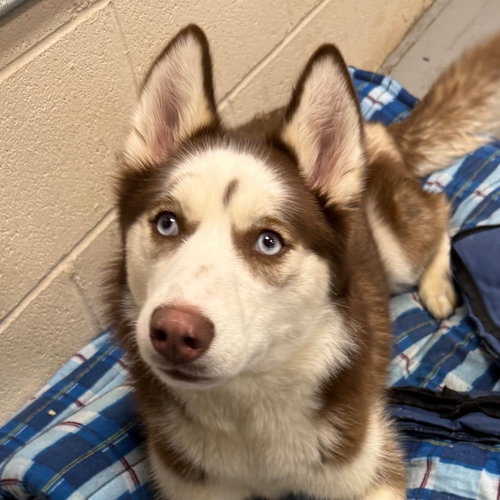 CECE - Siberian Husky available for adoption