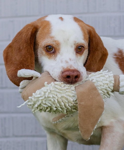 ATLAS - Beagle / Terrier available for adoption