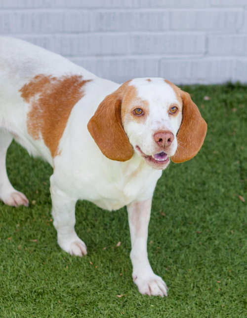 ATLAS - Beagle / Terrier available for adoption