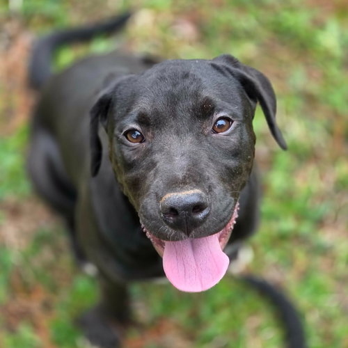 BERKSHIRE - Boxer / Terrier available for adoption