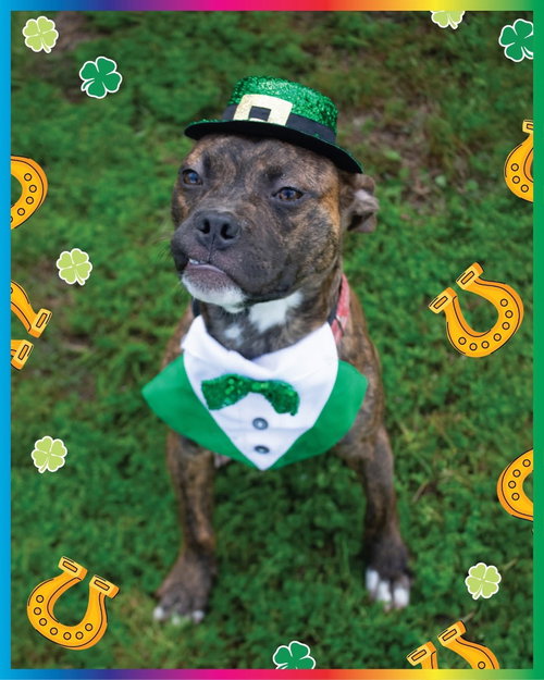 BOBBLE - Boxer / Terrier available for adoption