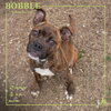 Bobble - Photo 3