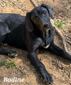 Bodine - Photo 2