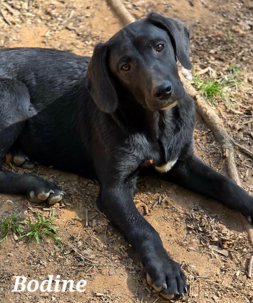 BODINE - Coonhound / Terrier available for adoption