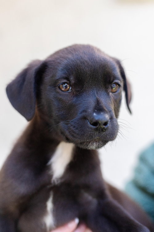 BOO - Labrador Retriever / Terrier available for adoption