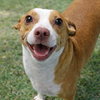 Boone - Photo 1