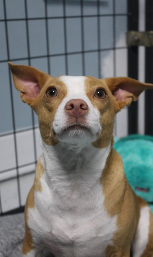 BOONE - Rat Terrier / Terrier available for adoption