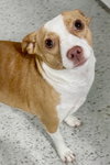 Boone - Photo 4