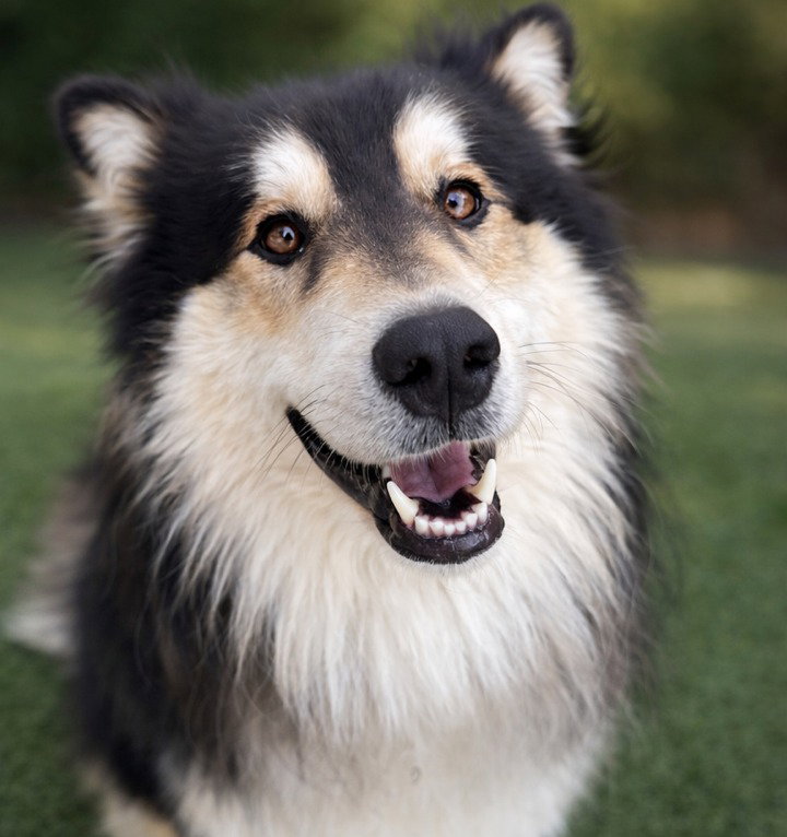 Borksy Image