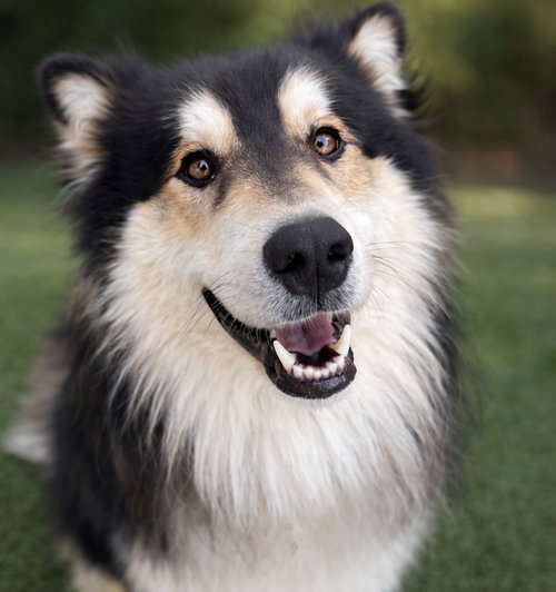 BORKSY - Border Collie / Terrier available for adoption