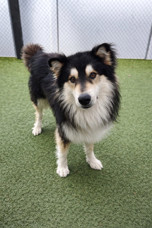 BORKSY - Border Collie / Terrier available for adoption