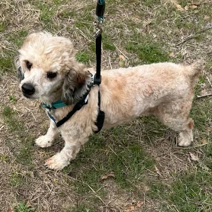 Buddy Image