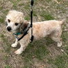 Buddy - Photo 1