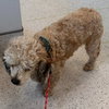 Buddy - Photo 2