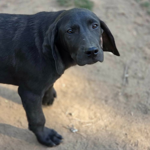 CLAMPETT - Coonhound / Terrier available for adoption