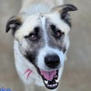 Duke - Photo 1