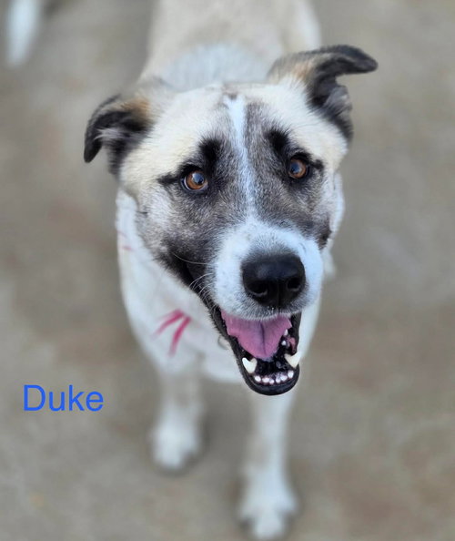 DUKE - Terrier available for adoption
