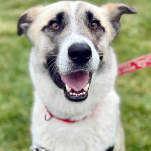 Duke, an adoptable Terrier in Canton, CT