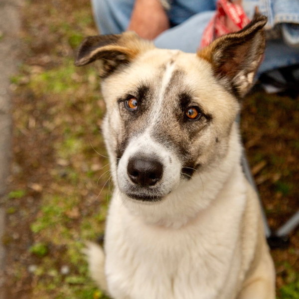Duke