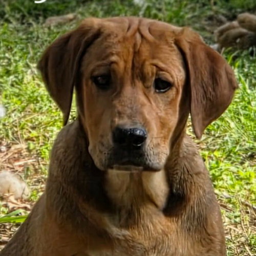 ELLY MAY - Coonhound / Terrier available for adoption