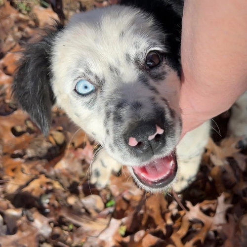 GHOST2 - Australian Shepherd / Great Pyrenees available for adoption
