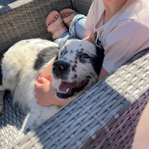 GHOST2 - Australian Shepherd / Great Pyrenees available for adoption