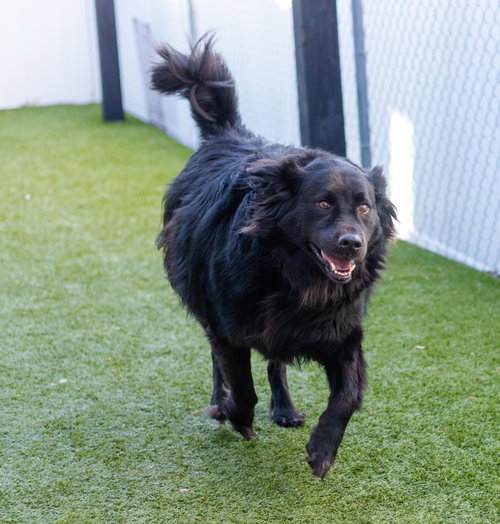 HARRY - Retriever / Terrier available for adoption