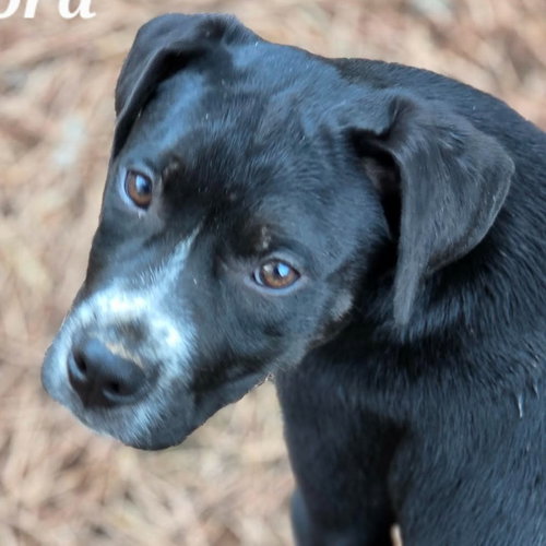 HERTFORD - Boxer / Terrier available for adoption