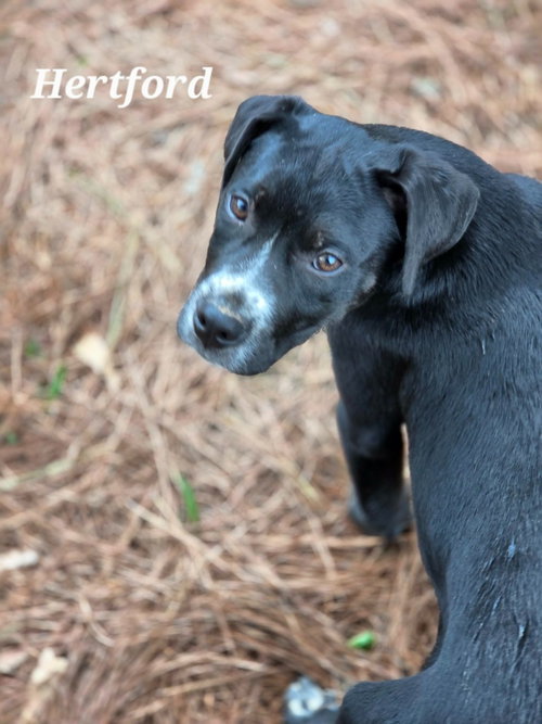 HERTFORD - Boxer / Terrier available for adoption