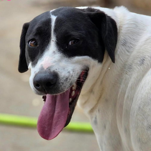 INDIE - Pointer / Terrier available for adoption