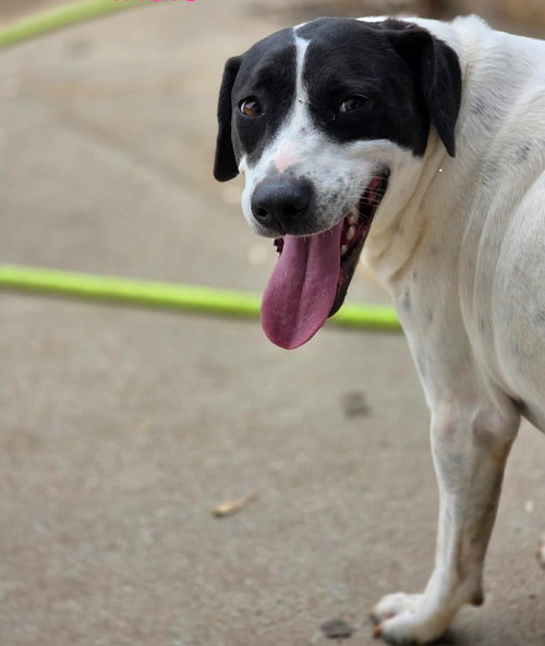 INDIE - Pointer / Terrier available for adoption
