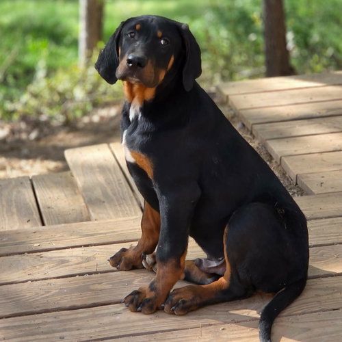 JED - Coonhound / Terrier available for adoption