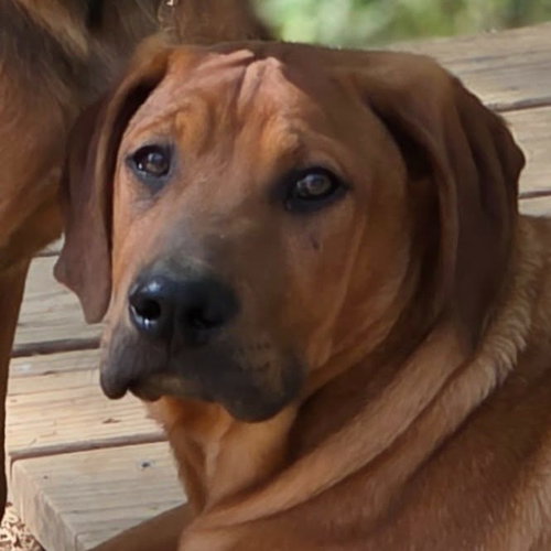JETHRO - Coonhound / Terrier available for adoption