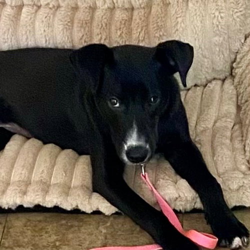 JETTIE - Labrador Retriever / Terrier available for adoption