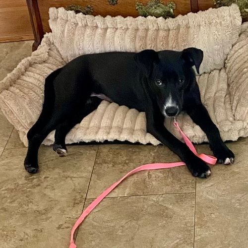 JETTIE - Labrador Retriever / Terrier available for adoption