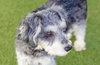 Meeko - Photo 2