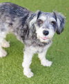 Meeko - Photo 3